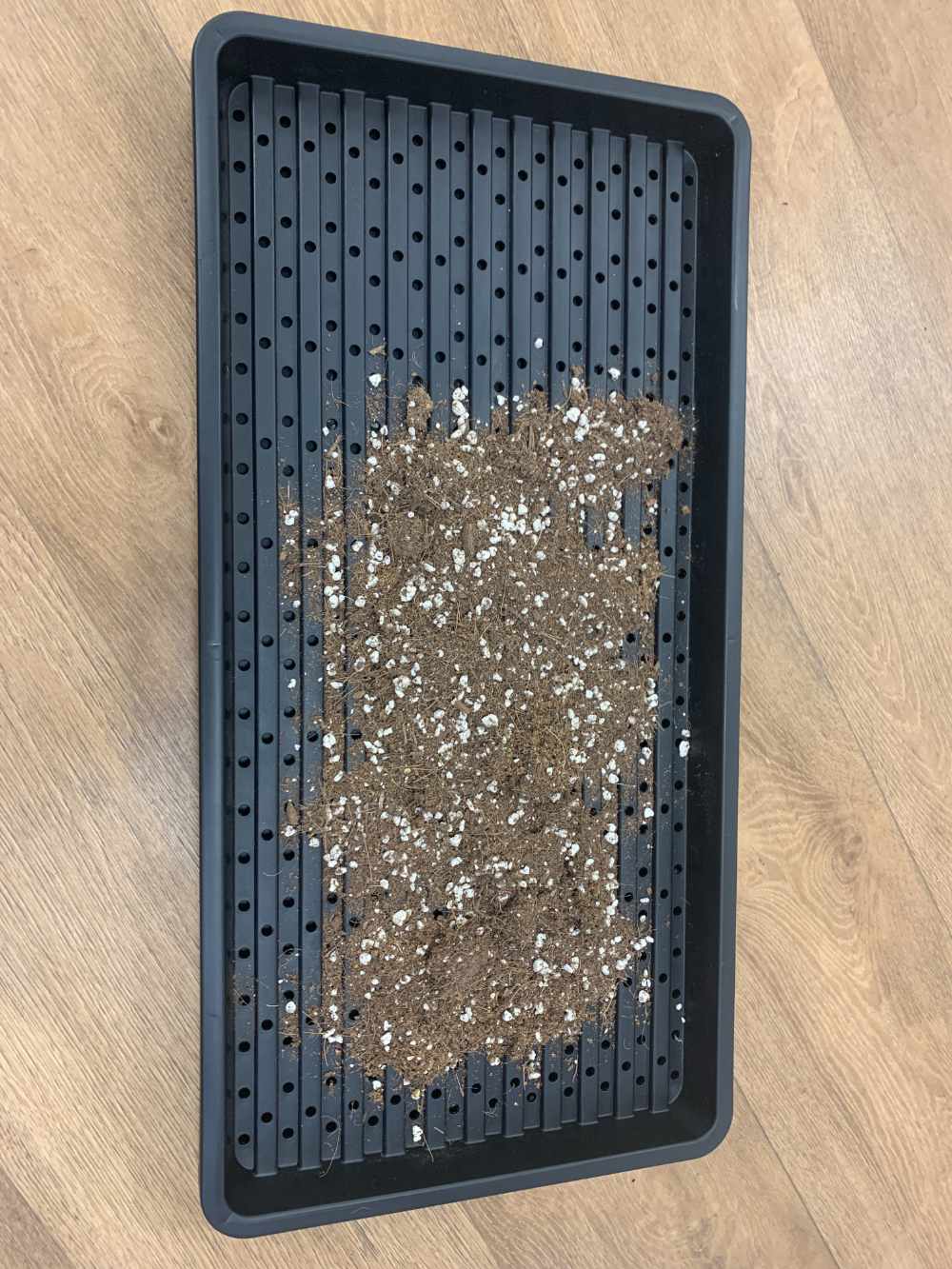Einbringen des Substrats in die Grodan Microgreens Schale